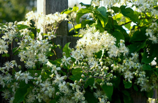 Leikkaa kärhöt näin