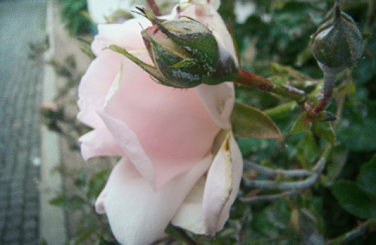 Kuinka pääsen eroon härmäsienestä?