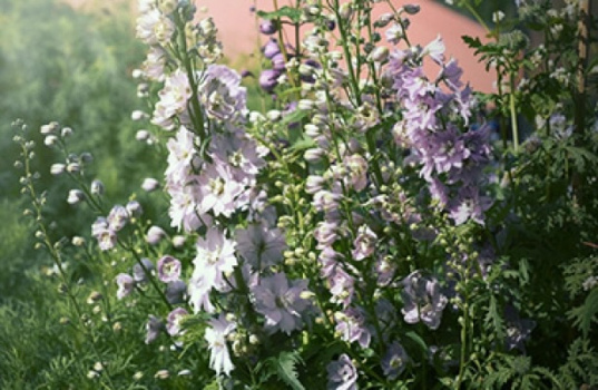 Tapaa komea ritarinkannus