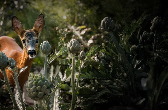 Peurat puutarhassa – miten suojaamme kasvimme?