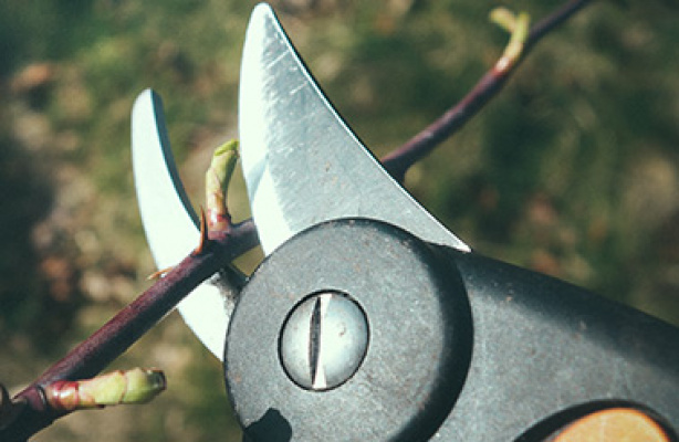 Karsi ruusuja – milloin ja miten?