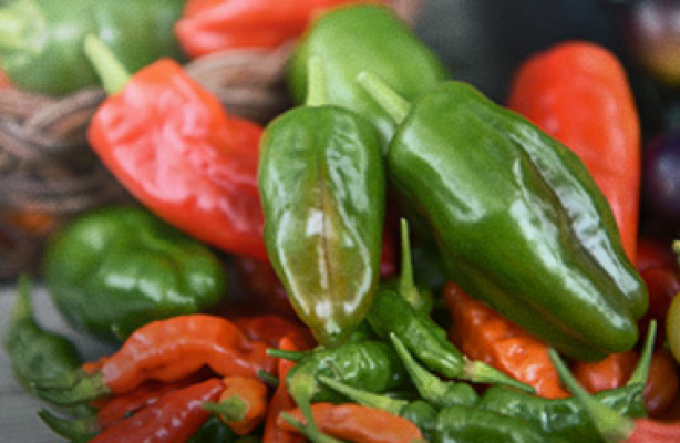 Mikä chili minun pitäisi valita?