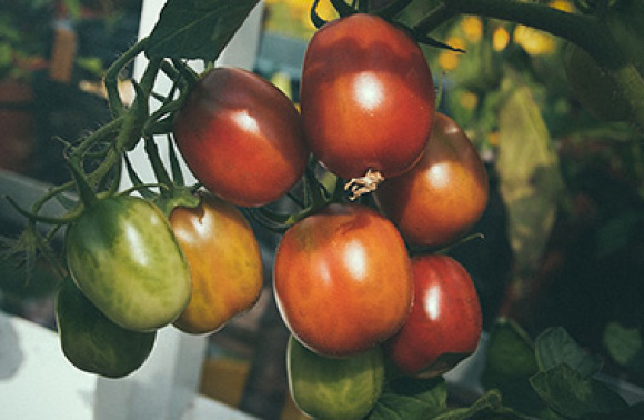 Kasvata omat tomaatit 