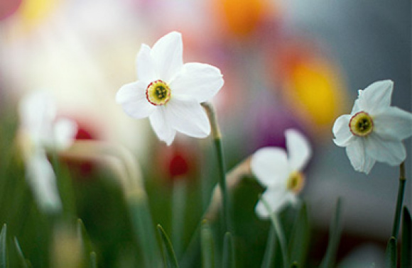 Keväällä kukkivat kukkasipulit perennojen joukossa