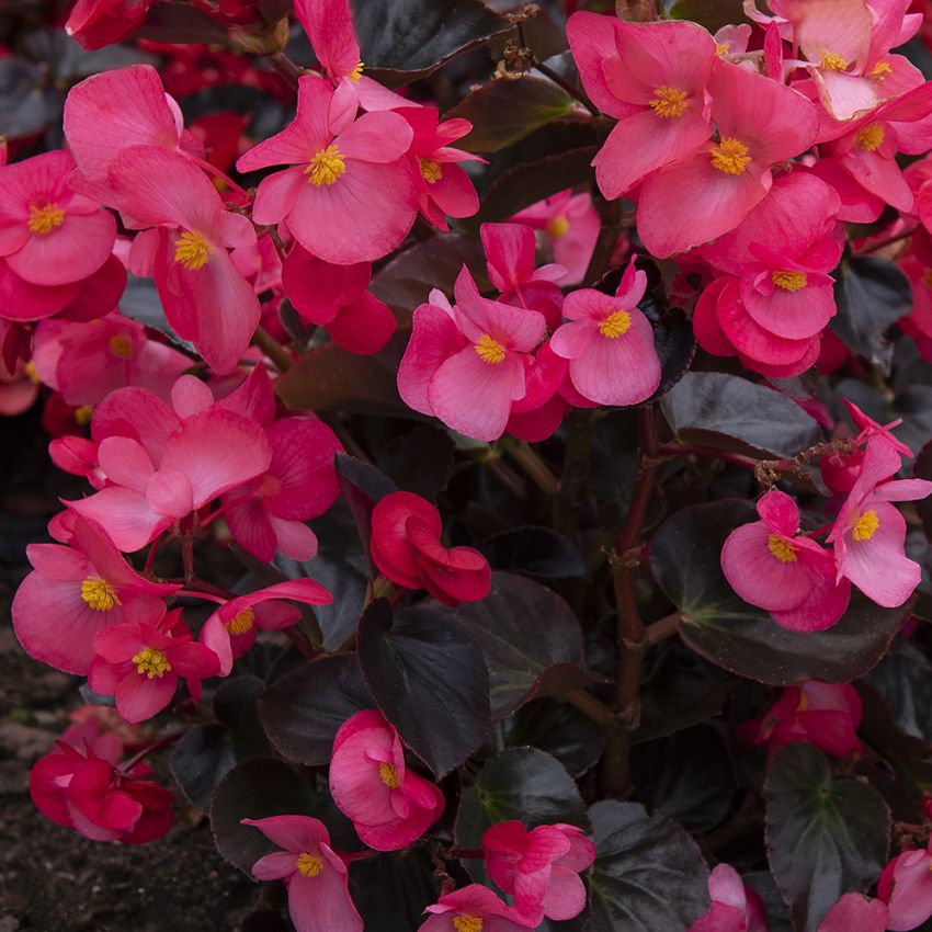 Begonia F1 'Viking Pink on Chocolate' ryhmässä Siemenet / Yksivuotiset kukat @ Impecta Fröhandel (10051)