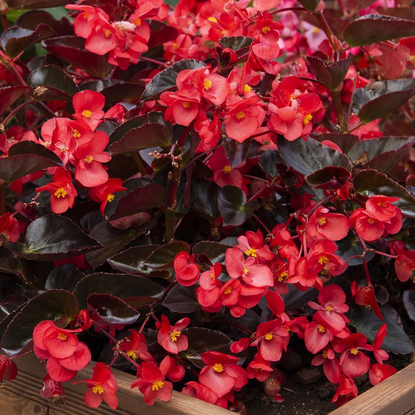 Begonia F1 'Viking Red on Chocolate' ryhmässä Siemenet / Yksivuotiset kukat @ Impecta Fröhandel (10054)