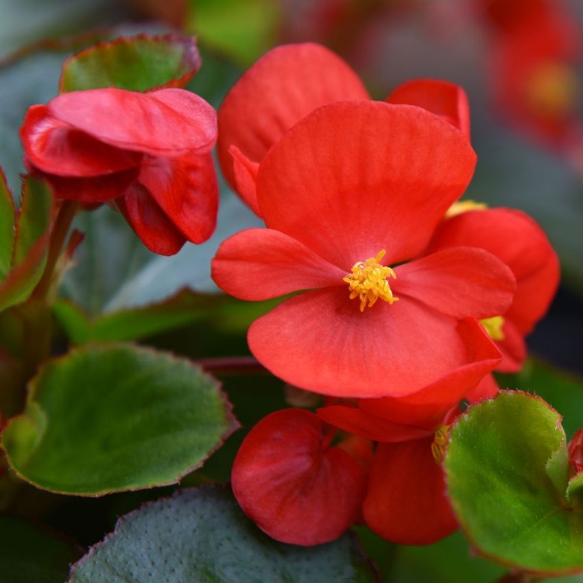 Kesäbegonia F1 'Super Olympia Red' ryhmässä Siemenet / Yksivuotiset kukat @ Impecta Fröhandel (10055)