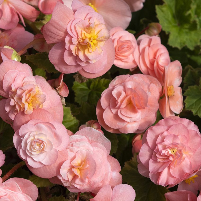 Mukulabegonia F1 'Fortune Pink' ryhmässä Siemenet / Yksivuotiset kukat @ Impecta Fröhandel (10058)