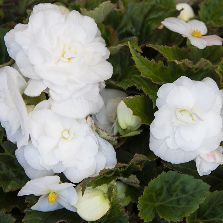Mukulabegonia F1 'Fortune White' ryhmässä Siemenet / Yksivuotiset kukat @ Impecta Fröhandel (10059)