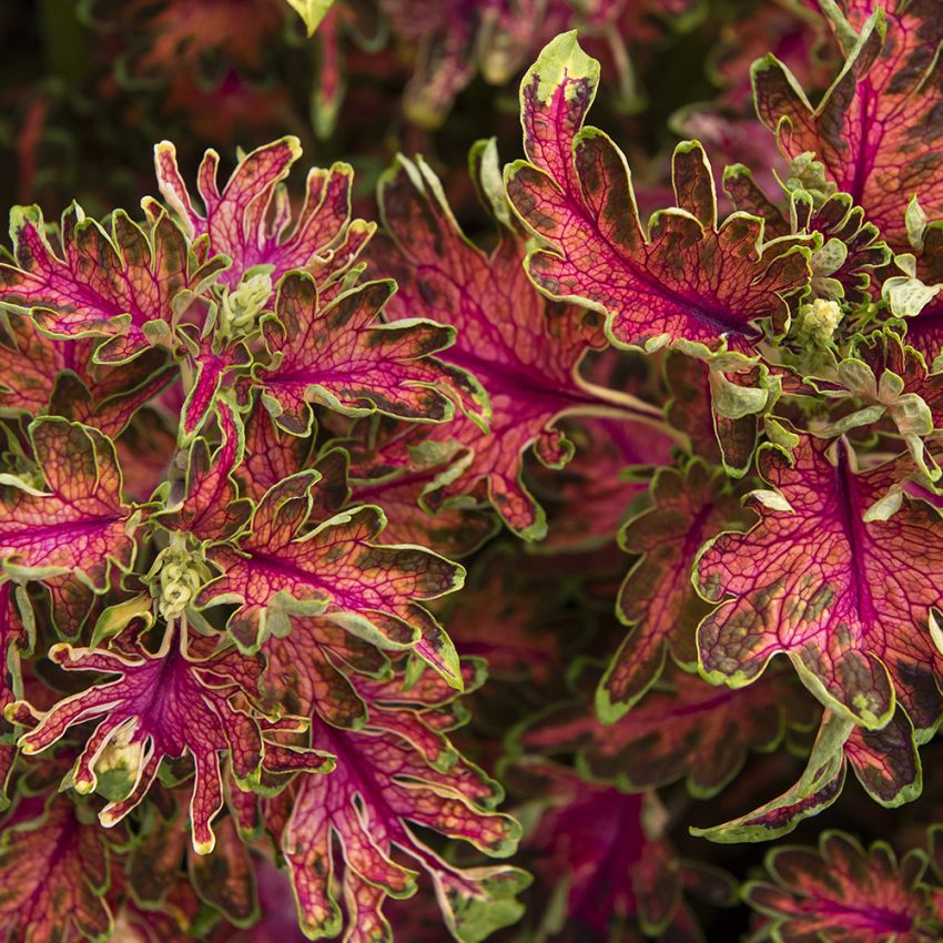 Värinokkonen 'Colocha Scarlet' ryhmässä Siemenet / Yksivuotiset kukat @ Impecta Fröhandel (10991)