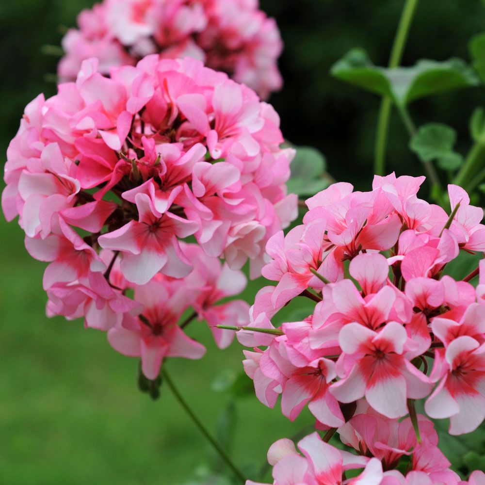 Pelargoni F1 'Apache Star' ryhmässä Siemenet / Yksivuotiset kukat @ Impecta Fröhandel (13502)