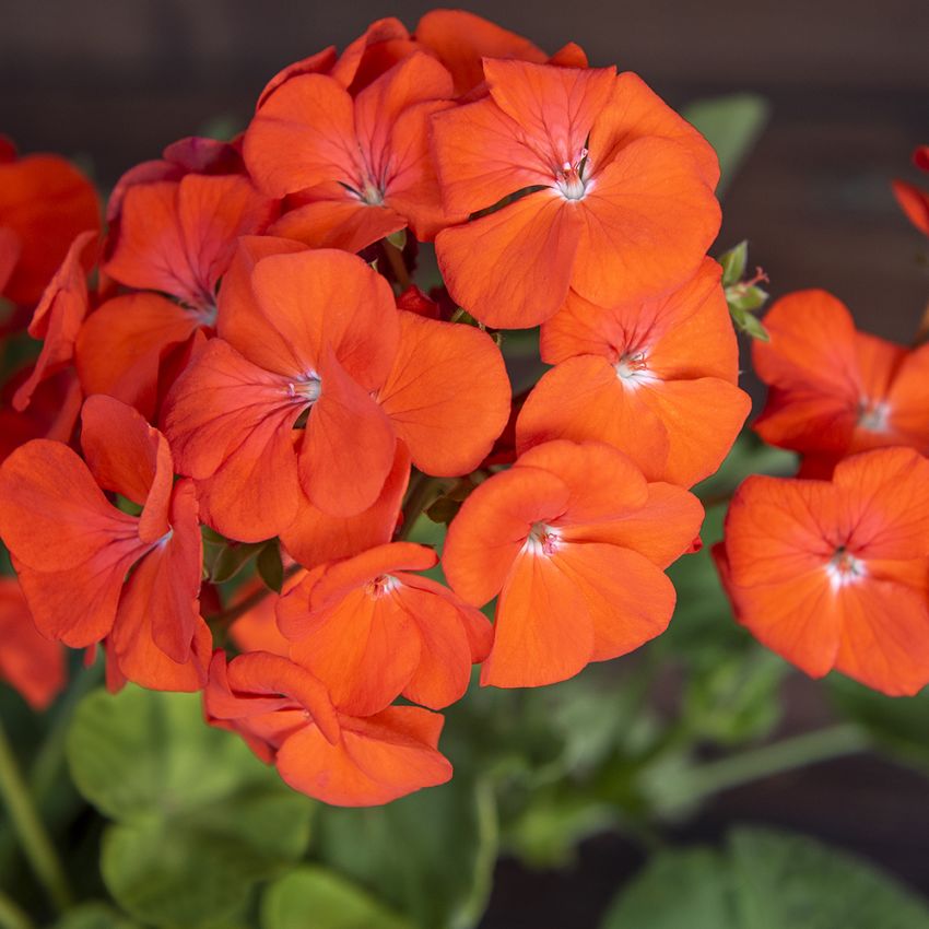 Pelargoni F1 'Lucie' ryhmässä Siemenet / Yksivuotiset kukat @ Impecta Fröhandel (13550)