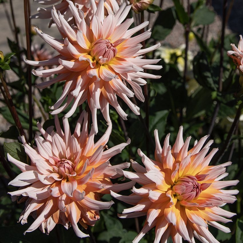 Kaktusdaalia 'Okapi's Sunset' 1 kpl