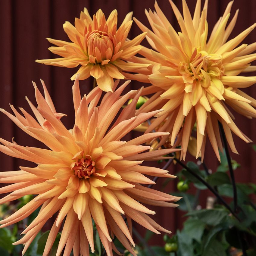 Kaktusdaalia 'Gold Crown' 1 kpl
