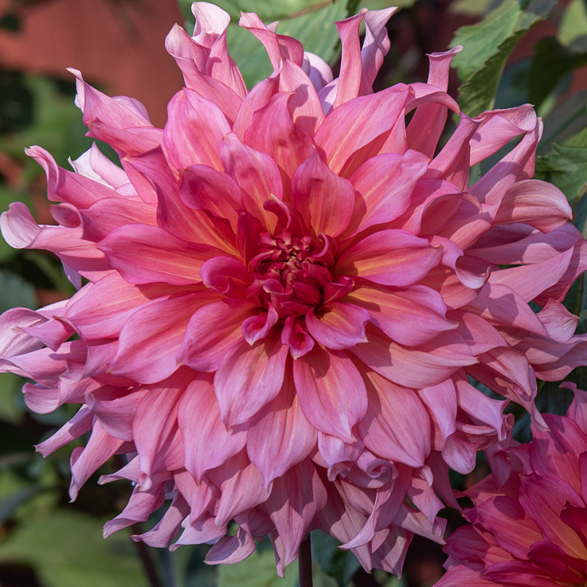 Lautasdaalia 'Islander' 
