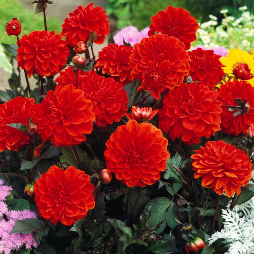 Koristedaalia 'Ellen Houston', n. 7-10 cm suuret, voimakkaan helakanpunaiset kukat ja tummat, pronssinvihreät lehdet ja varret.
