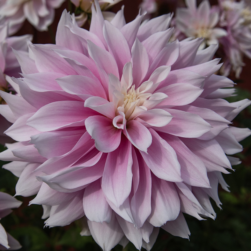 Koristedaalia 'Evanah'