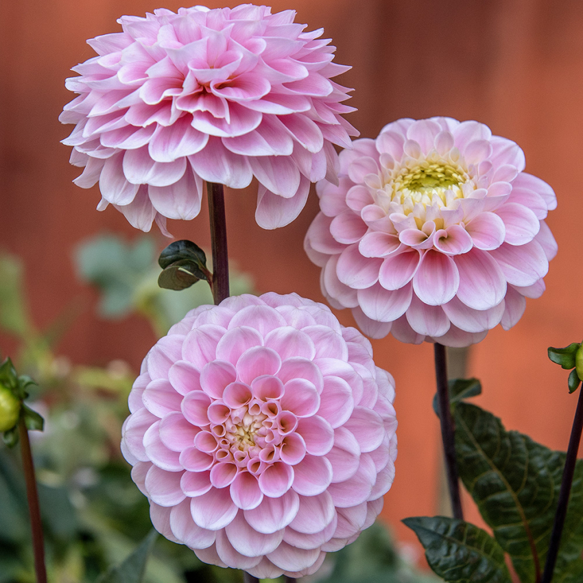 Pompondaalia 'Wizard of Oz'