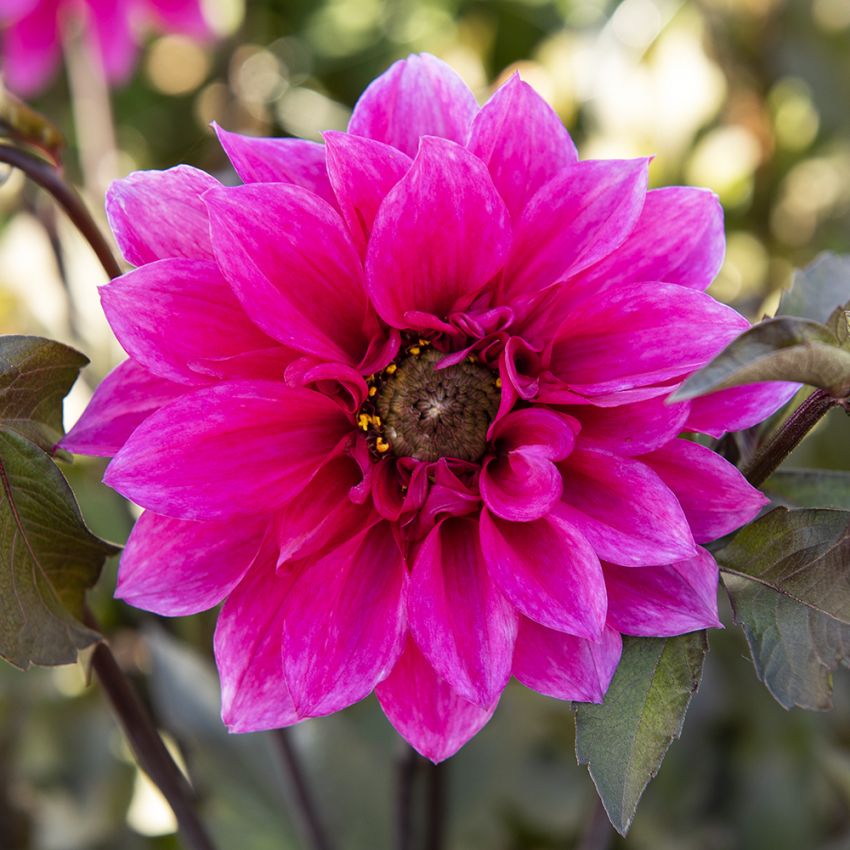 Pionidaalia 'Fascination' 1 kpl