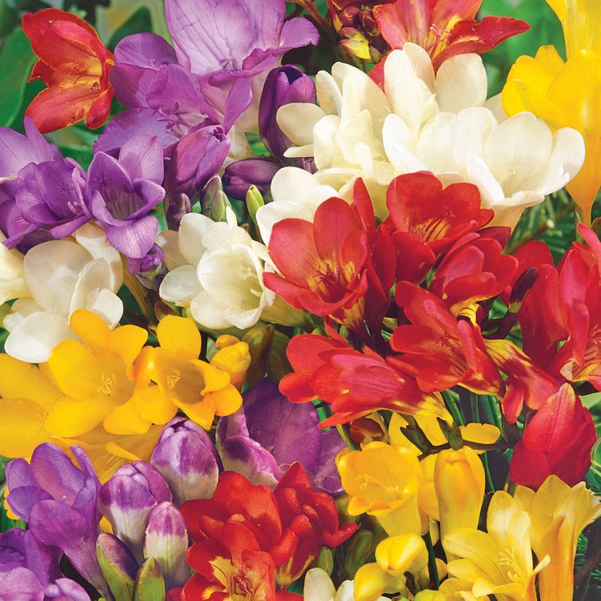 Freesia 'Royal Champion' ryhmässä Siemenet / Monivuotiset huonekasvit @ Impecta Fröhandel (153)