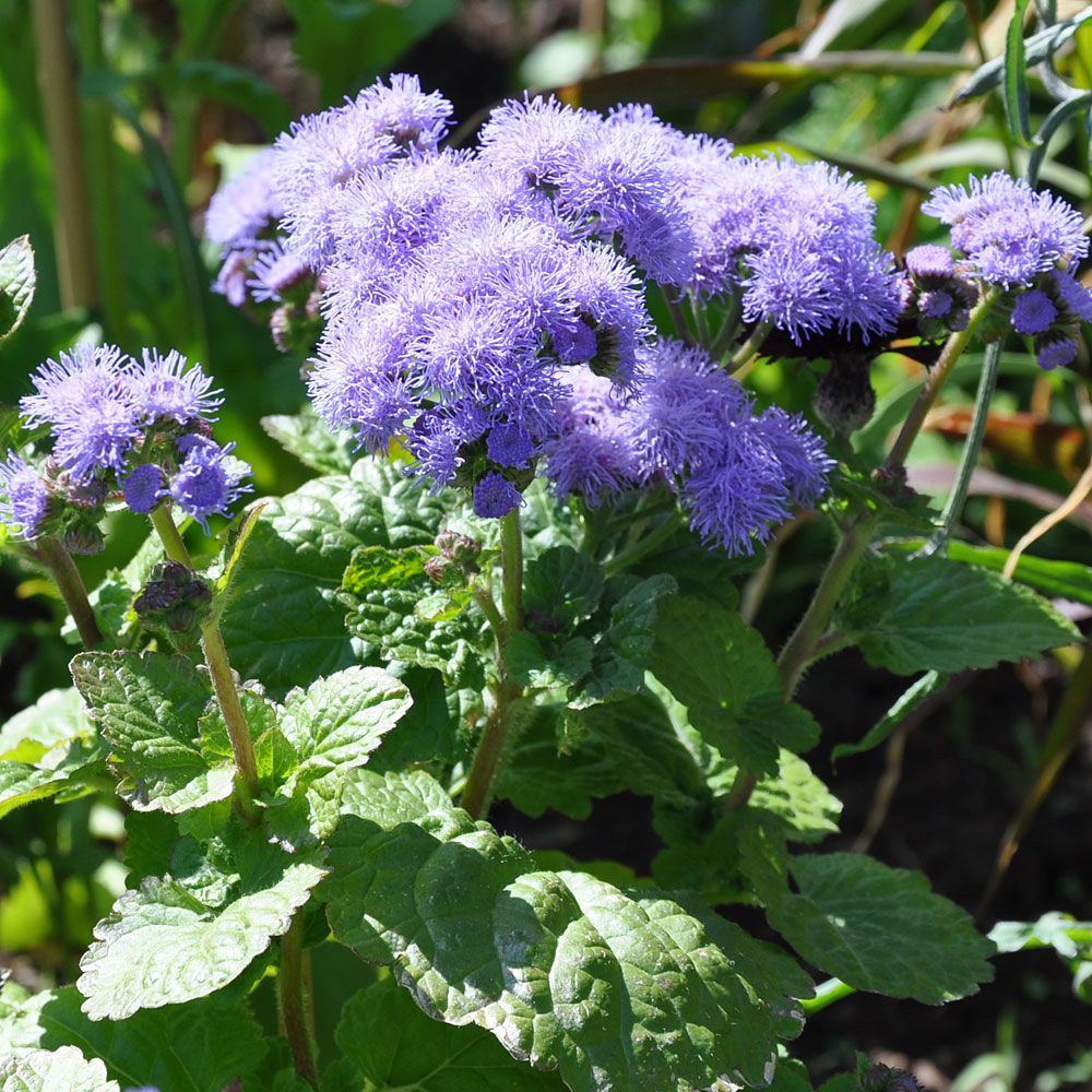 Sinitähtönen 'Blue Mink' ryhmässä Siemenet / Yksivuotiset kukat @ Impecta Fröhandel (16)