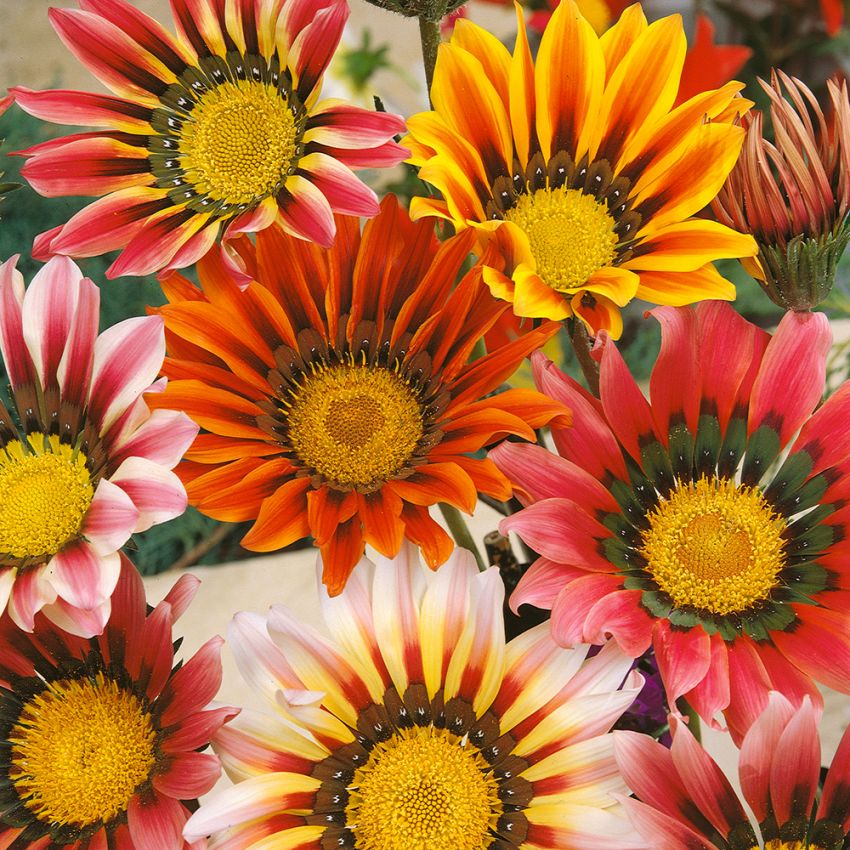 Keltatimanttikukka 'Sunshine' ryhmässä Siemenet / Yksivuotiset kukat @ Impecta Fröhandel (162)