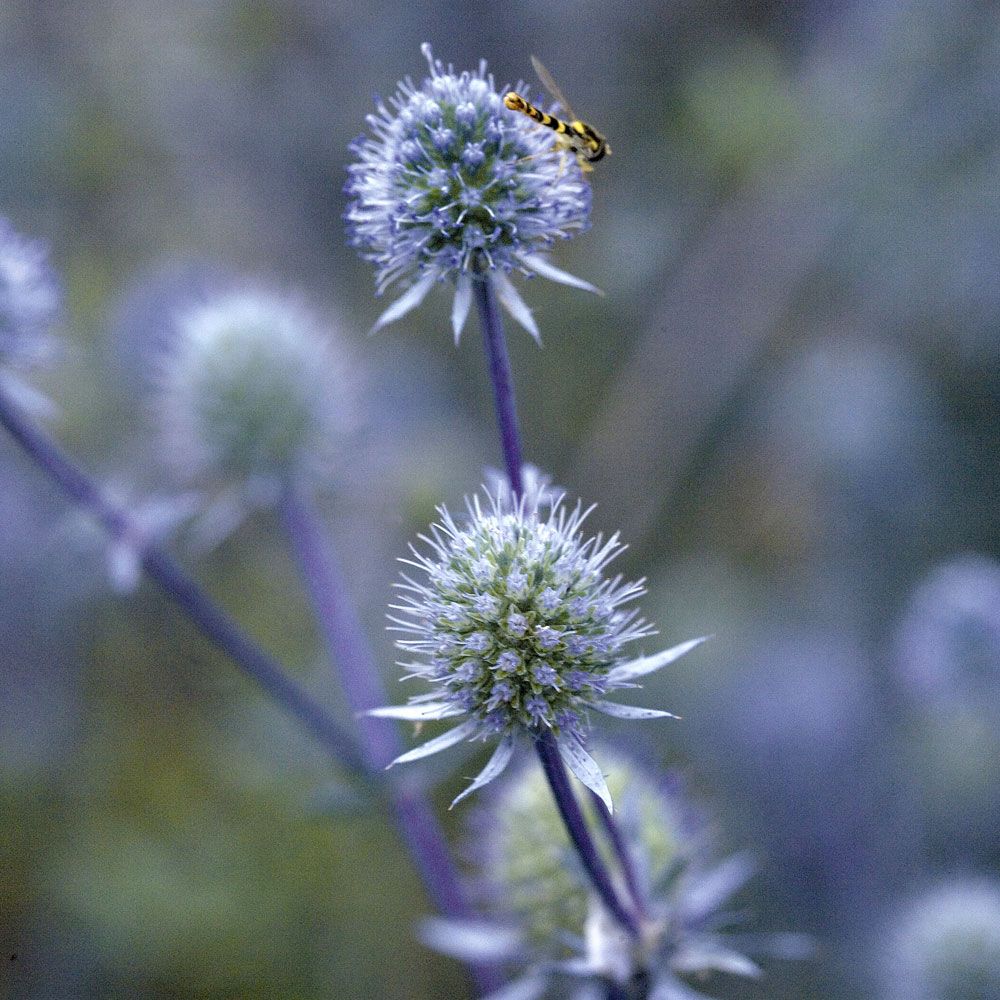 Sinipiikkiputki 'Blue Glitter' ryhmässä Siemenet / Perennat @ Impecta Fröhandel (2119)