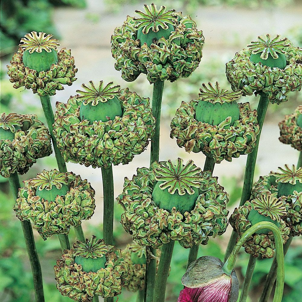 Oopiumiunikko 'Polycephalum' ryhmässä Siemenet / Yksivuotiset kukat @ Impecta Fröhandel (2294)