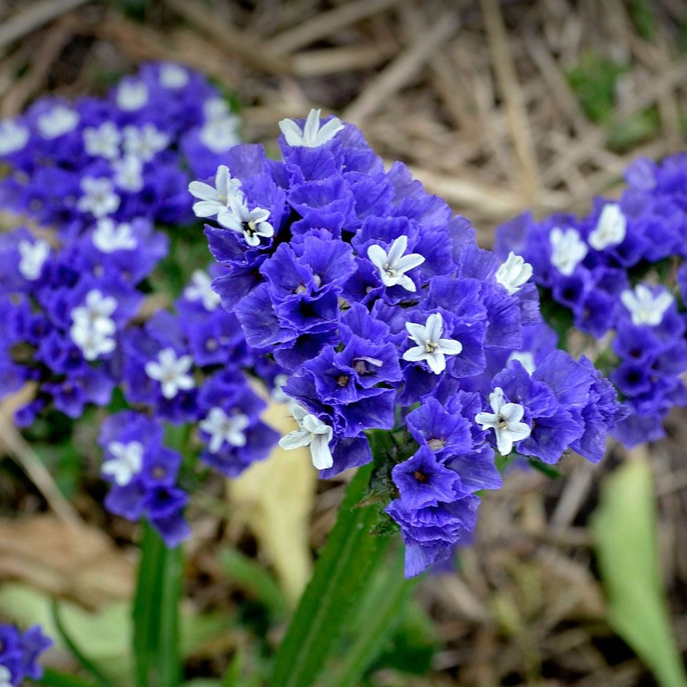 Sini-ikiviuhko 'Heavenly Blue' ryhmässä Siemenet / Yksivuotiset kukat @ Impecta Fröhandel (2367)