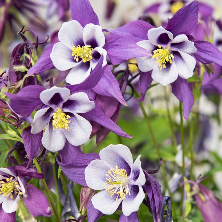 Jaloakileija F1 'Earlybird Purple White'