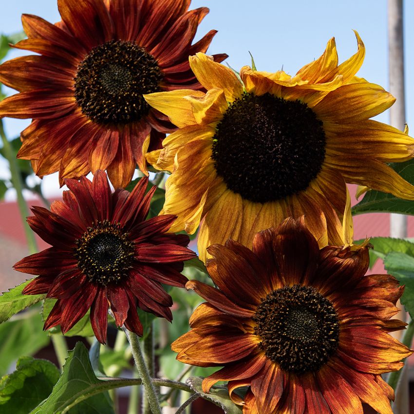 Puna-auringonkukka 'Red Sun'