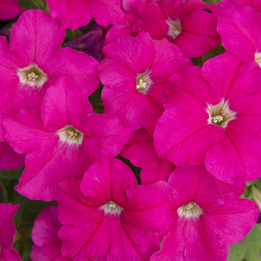 Petunia F1 'Eagle Pink'