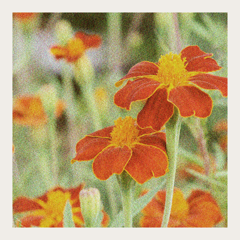 Ryhmäsamettikukka 'Burning Embers'
