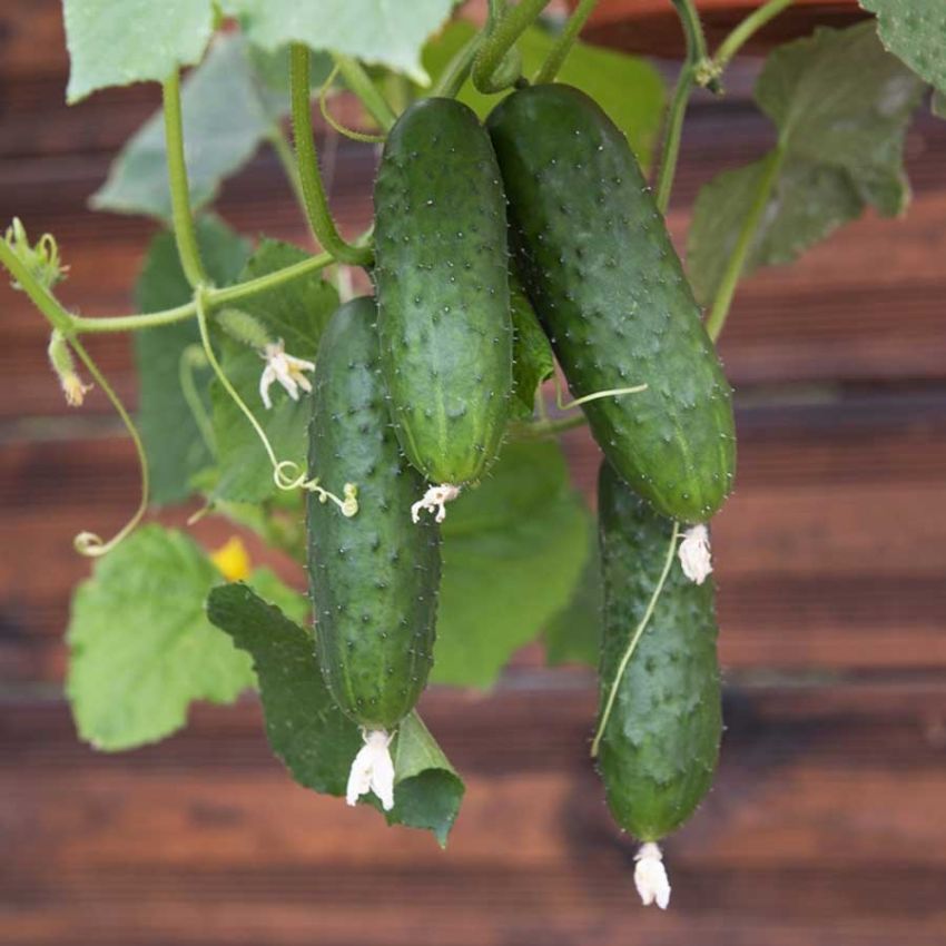 Avomaankurkku F1 'Gunnar'