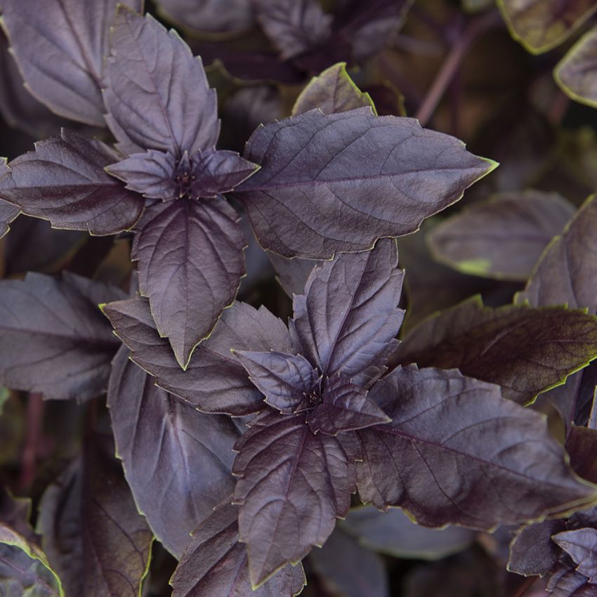 Purppurabasilika 'Red Rubin' ryhmässä Siemenet / Yrtit @ Impecta Fröhandel (30132)