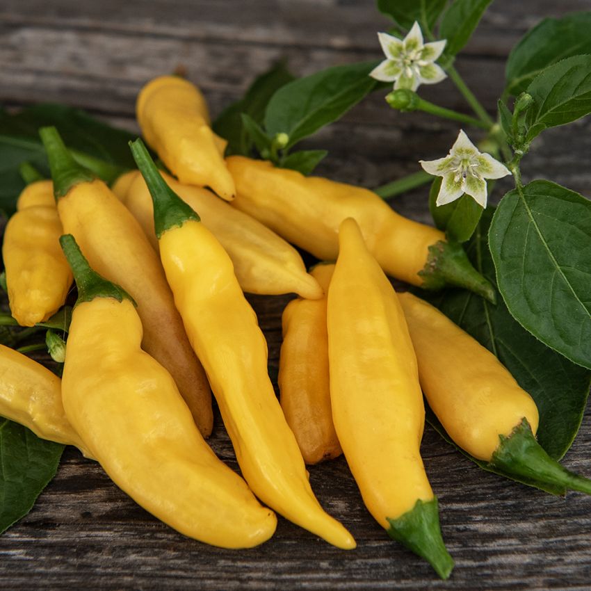 Marjapaprika 'Hot Lemon', n. 5-8 cm pitkiä ohuita hedelmiä, joissa kevyt makeus.