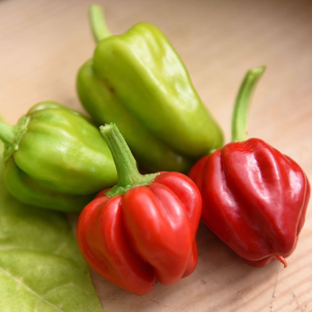 Havannapaprika 'Habanero Caribbean Red' ryhmässä Siemenet / Vihannekset @ Impecta Fröhandel (30241)