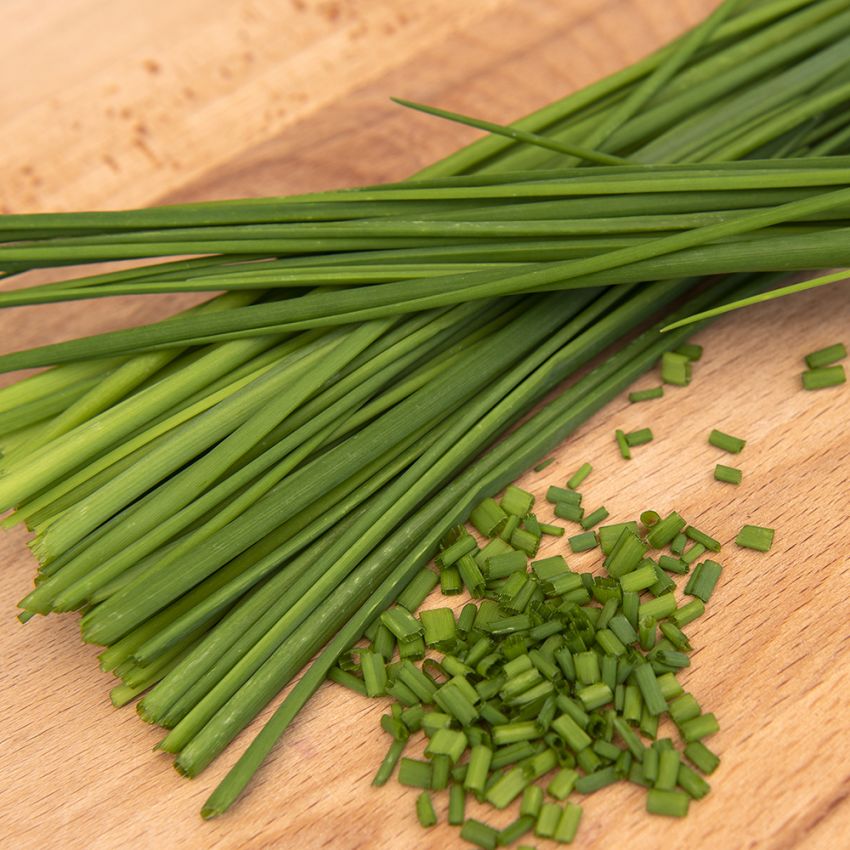Ruohosipuli 'Medium Leaf' ryhmässä Siemenet / Yrtit @ Impecta Fröhandel (3045)