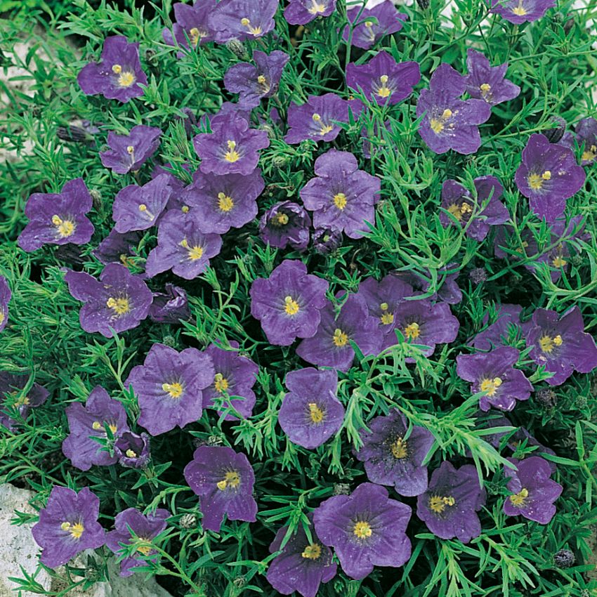 Nierembergia linariifolia 'Purple Robe' ryhmässä Siemenet / Monivuotiset huonekasvit @ Impecta Fröhandel (315)