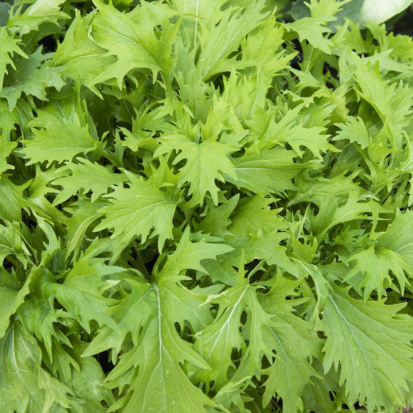 Mizunakaali 'Green' ryhmässä Siemenet / Vihannekset @ Impecta Fröhandel (31840)
