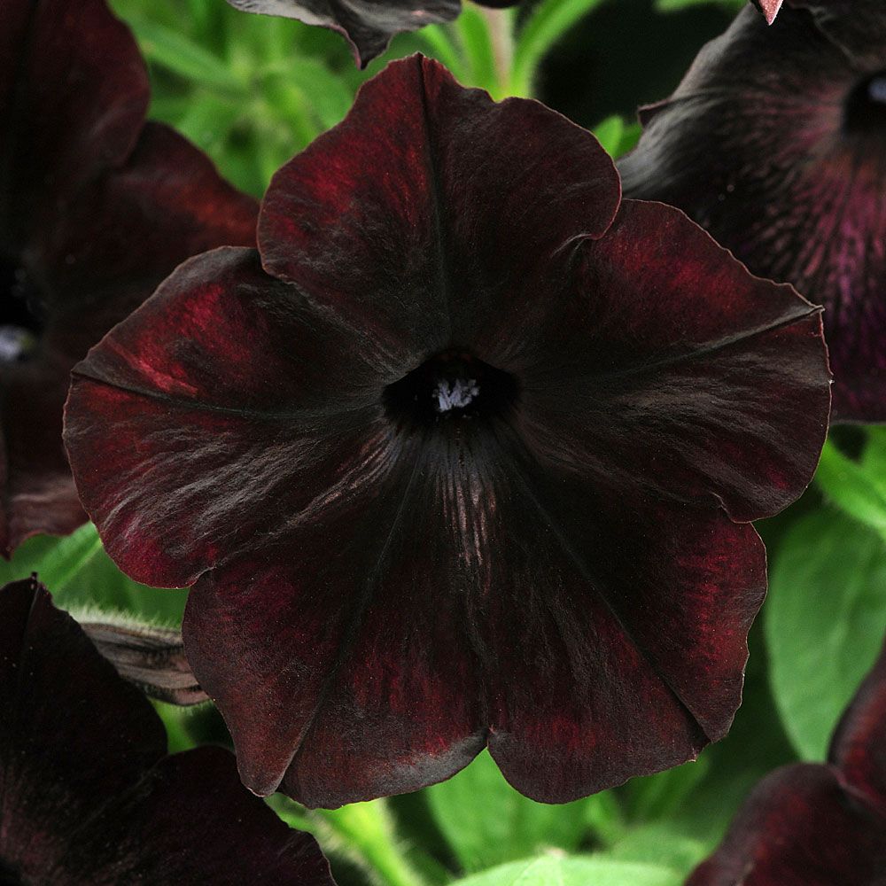 Tarhapetunia F1 'Debonair Black Cherry' ryhmässä Siemenet / Yksivuotiset kukat @ Impecta Fröhandel (368)