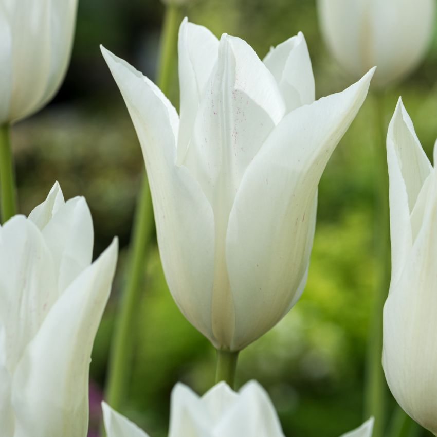 Liljatulppaani 'White Triumphator' 7 kpl ryhmässä Sipulit ja mukulat @ Impecta Fröhandel (465312)