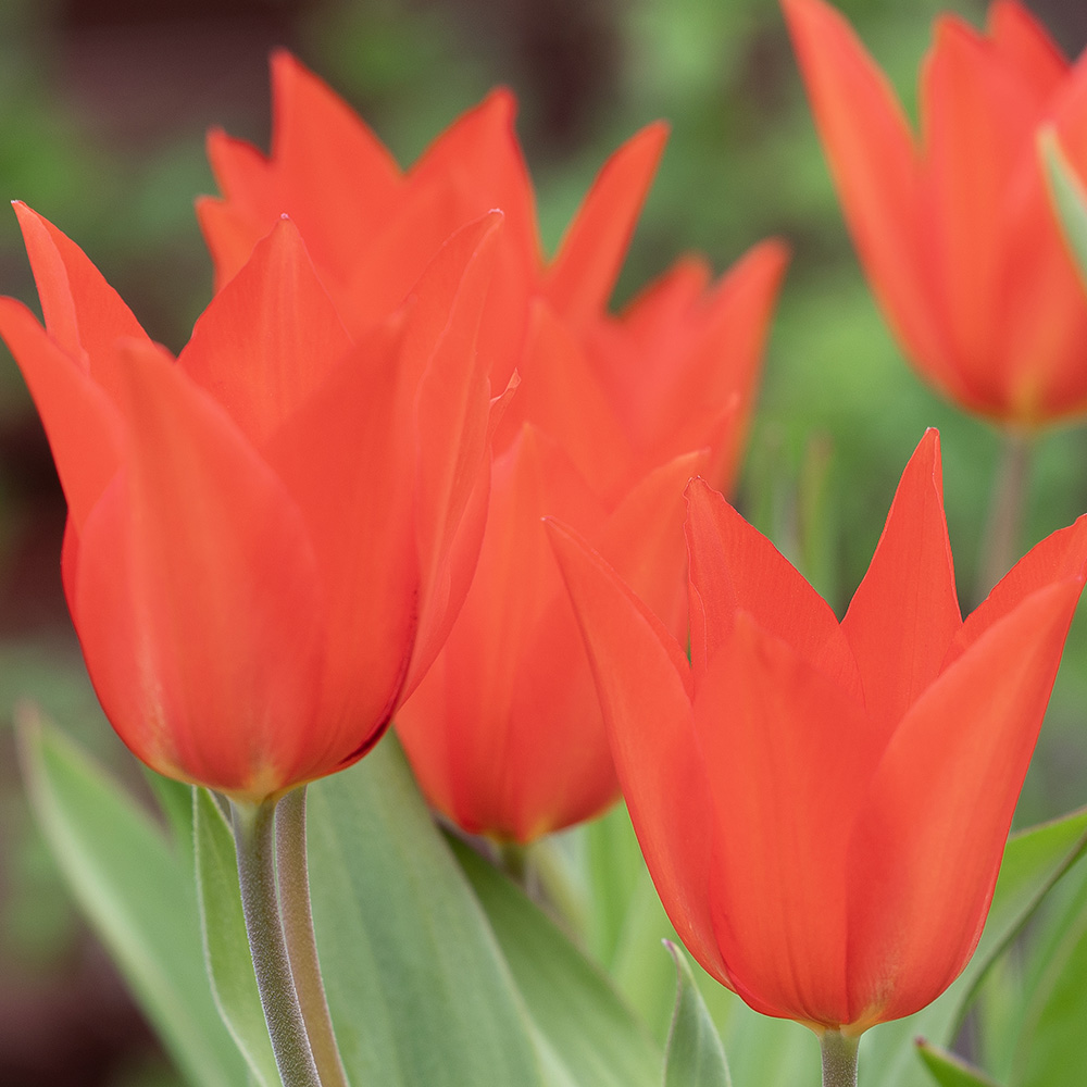 Terttutulppaani 'Zwanenburg' 10 stk
