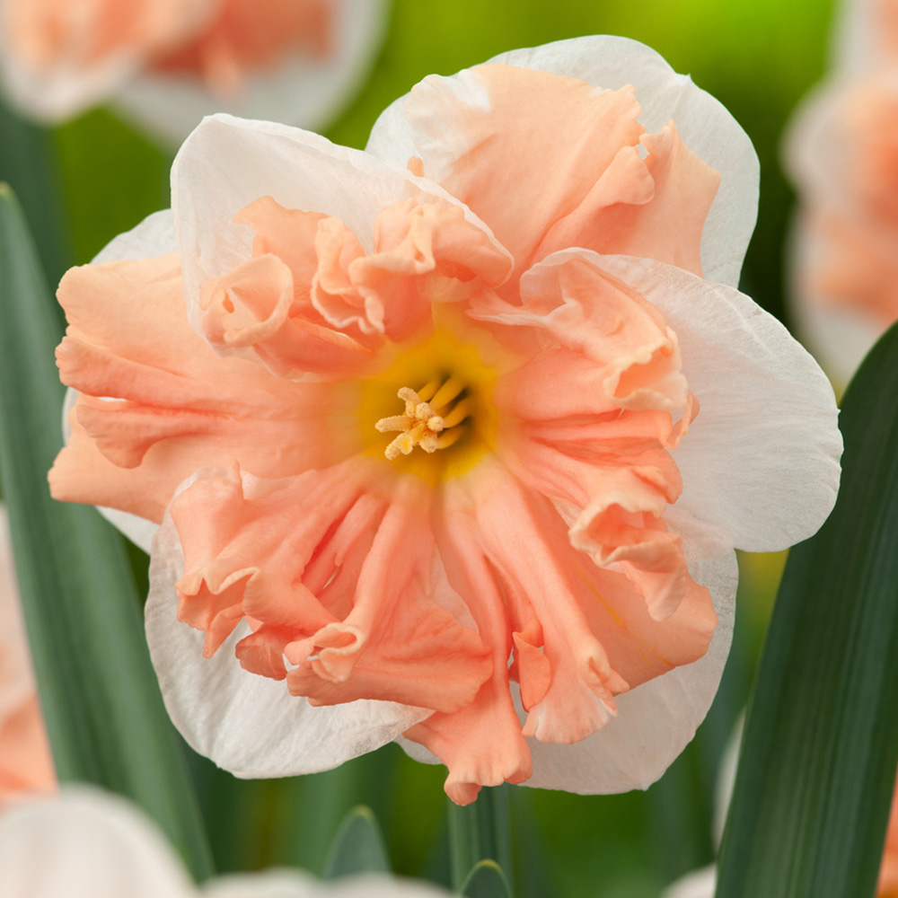 Tähtinarsissi 'Apricot Whirl'  5 stk