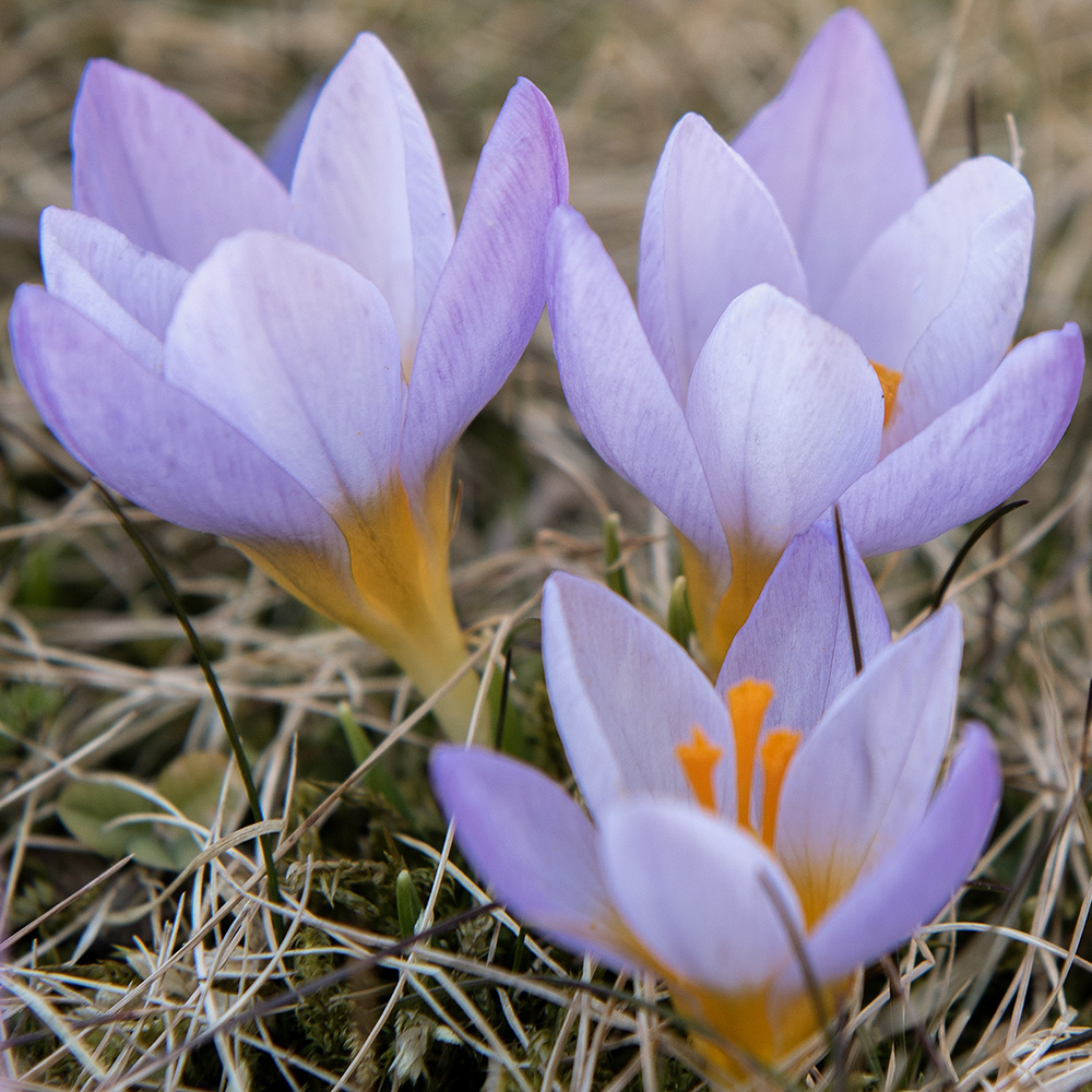 Sieberinsahrami 'Firefly' 20 kpl