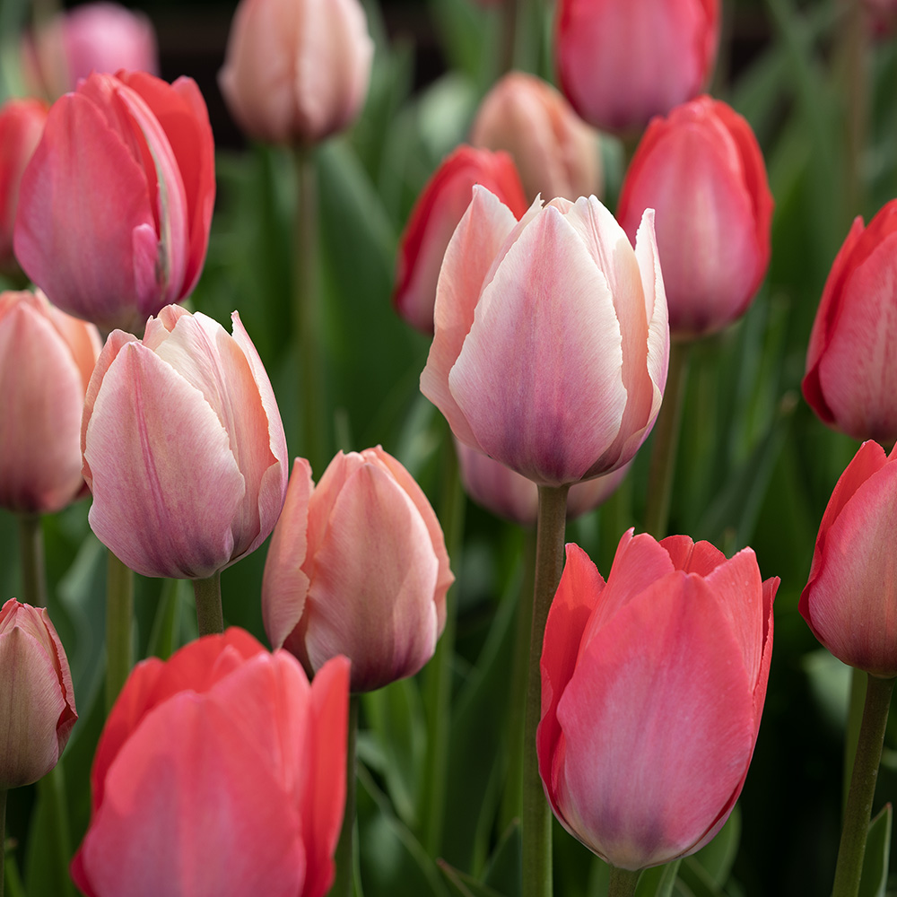 Triumftulppaani 'Pink & Red Mix' 100 kpl ryhmässä Sipulit ja mukulat @ Impecta Fröhandel (466340)