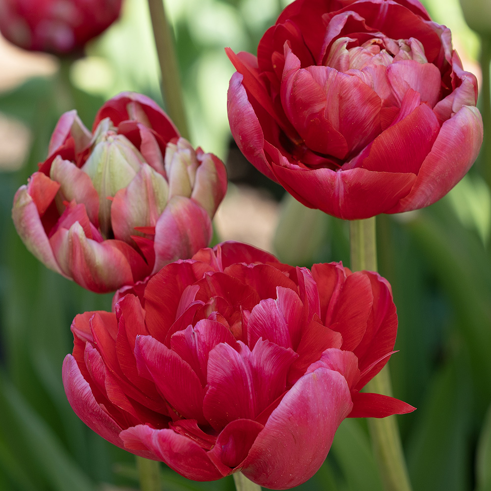 Tulppaani 'Renown Unique' 5 stk