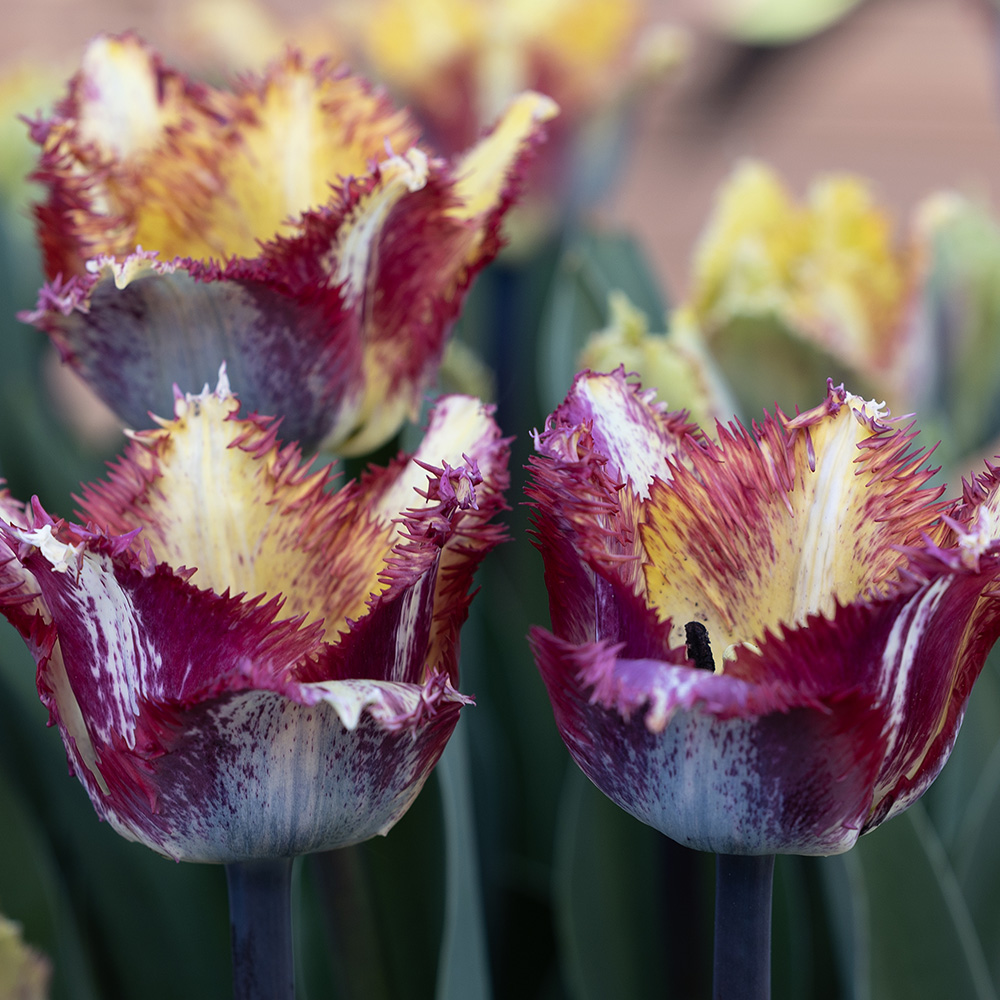 Tarhatulppaani 'Color Fusion' 7 stk
