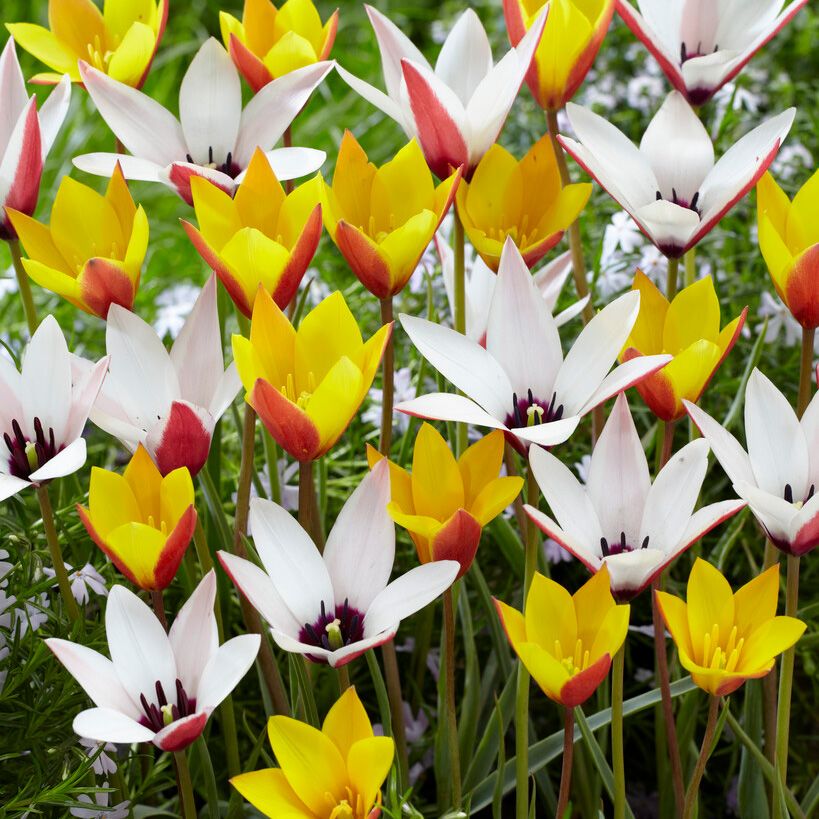 Italiantulppaani 'Belles Tulipes' 25 kpl ryhmässä Sipulit ja mukulat @ Impecta Fröhandel (466580)
