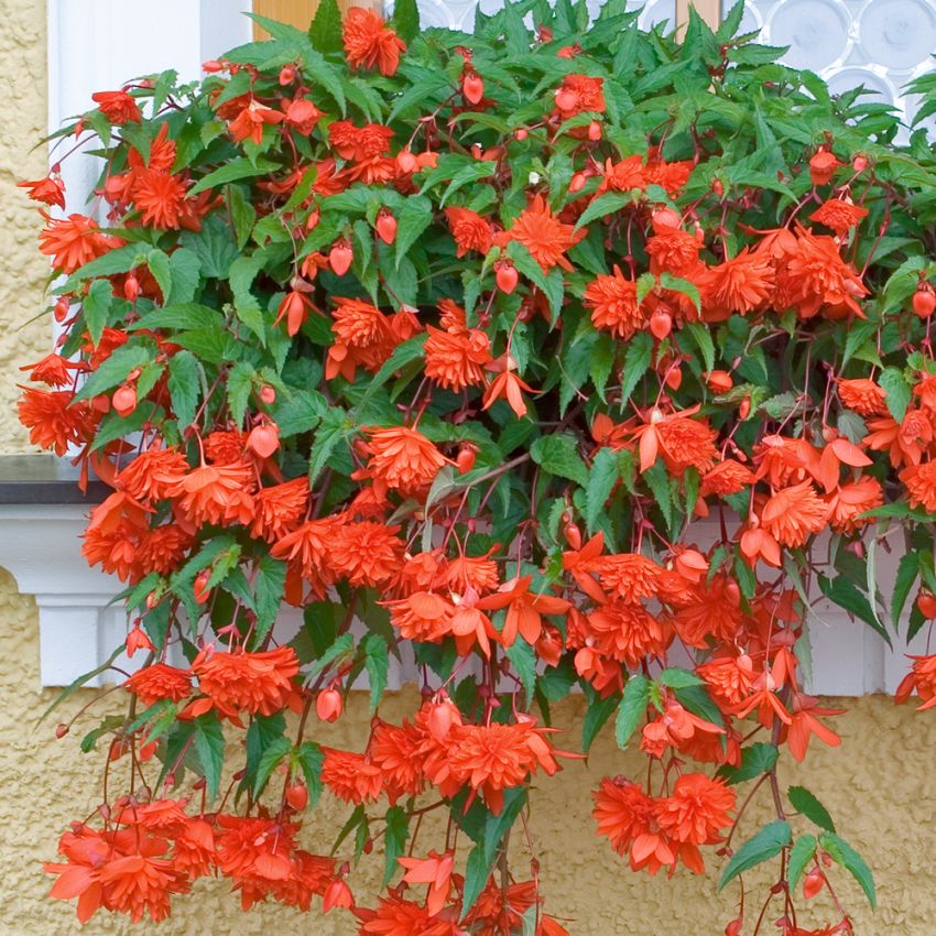 Neitobegonia F1 'Illumination Orange' ryhmässä Siemenet / Yksivuotiset kukat @ Impecta Fröhandel (48)